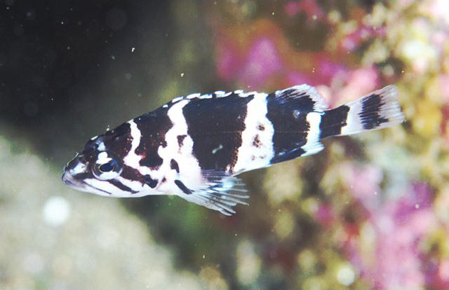 Sebastes zonatus